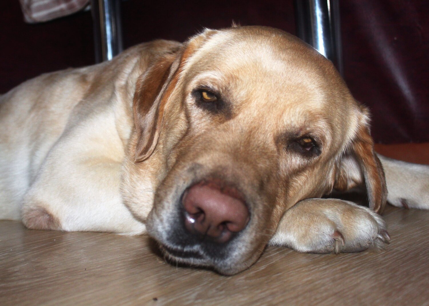 Photo #5154788