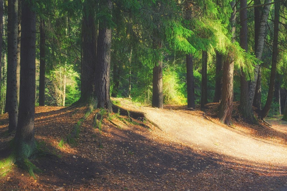 Photograph by Василий Речевский