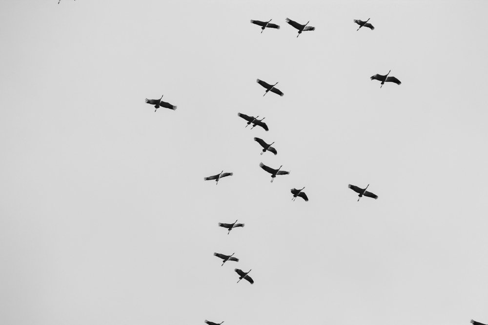 Улетают журавли на юг