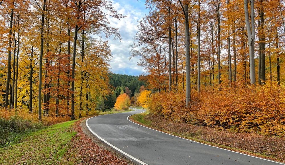 Буковый лес осенью