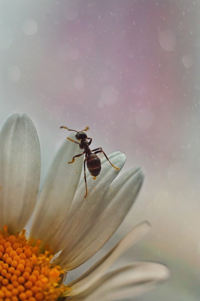 Photograph by Наталья Шленкина