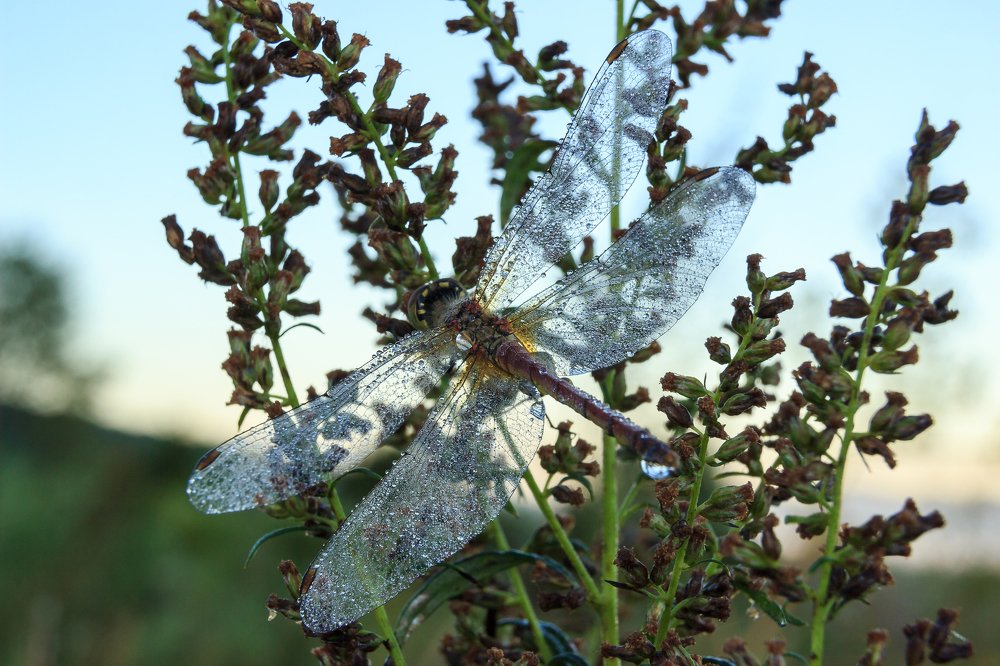 Photograph by Sergey Tsubanov