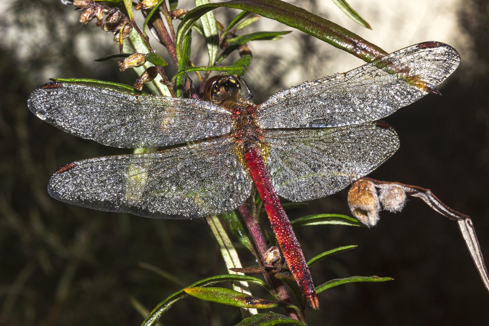 Photograph by Sergey Tsubanov