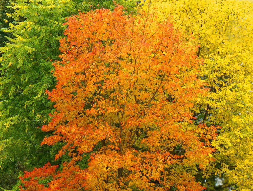three colors of autumn