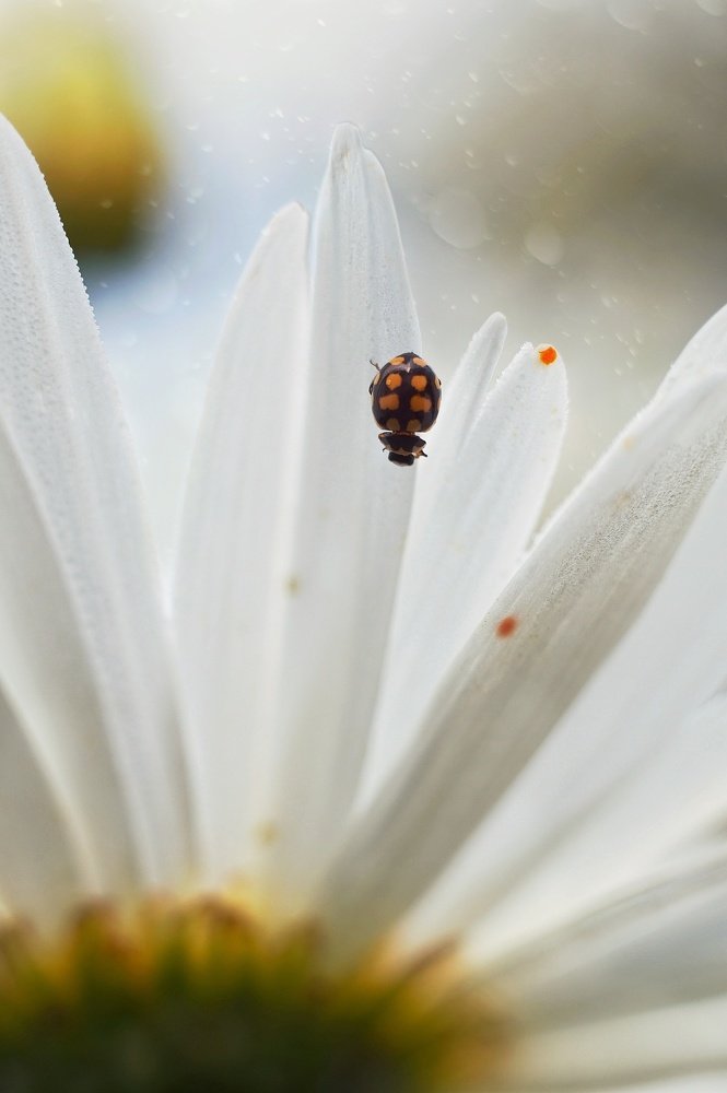 Photograph by Наталья Шленкина