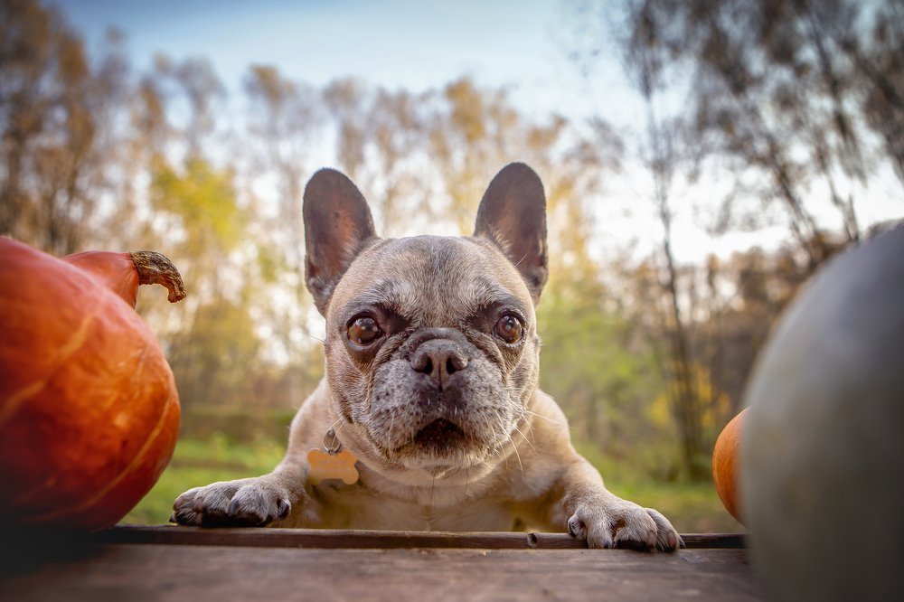 You said no meat for today?!