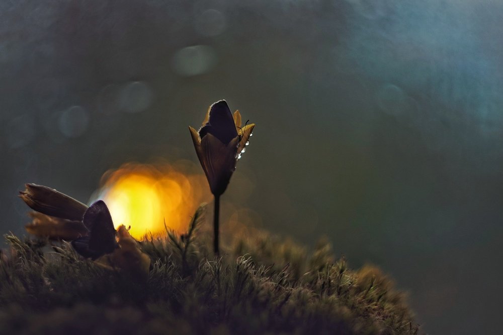 Photograph by Наталья Шленкина