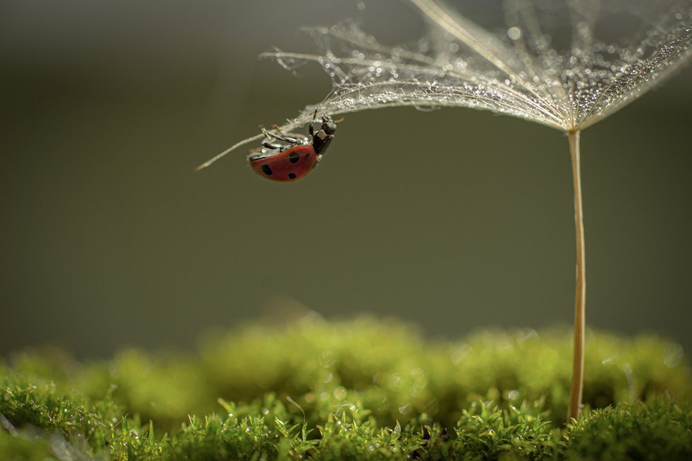 Photograph by Татьяна Пименкова