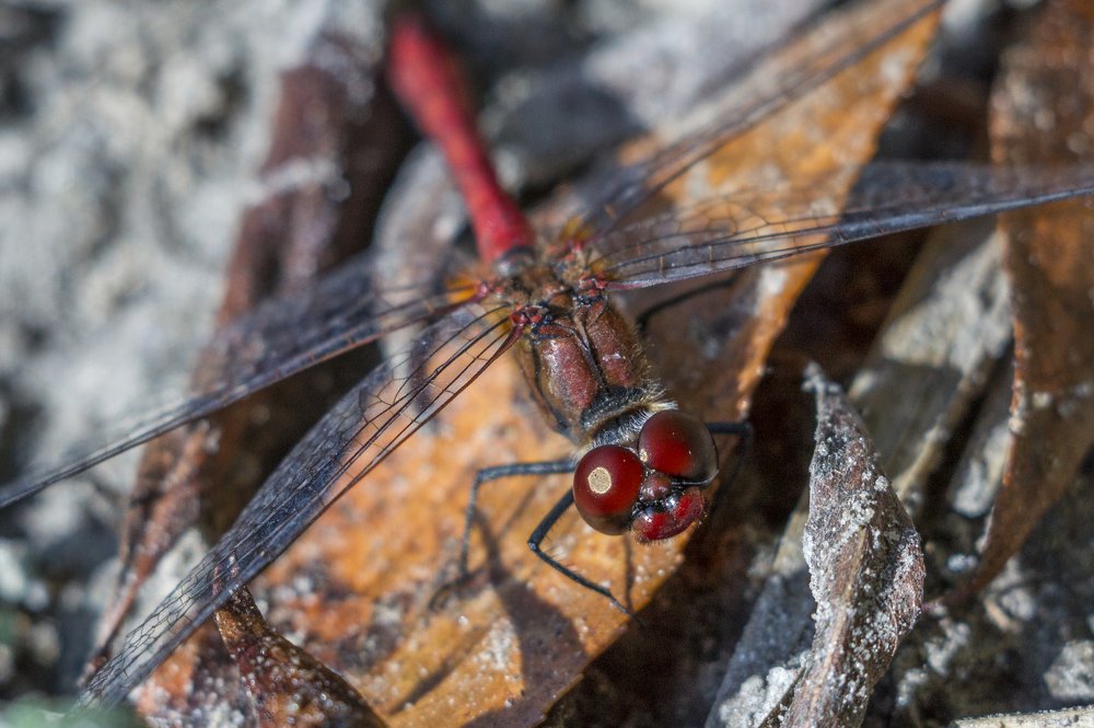 Blutrote Heidelibelle