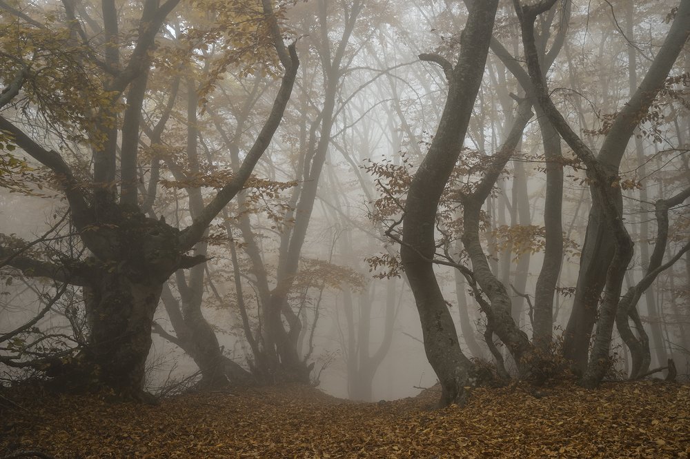 Photograph by Елена Ковригина