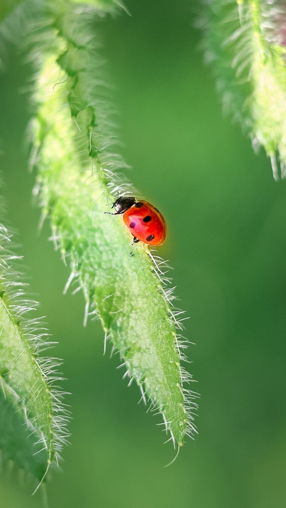 Lady bug
