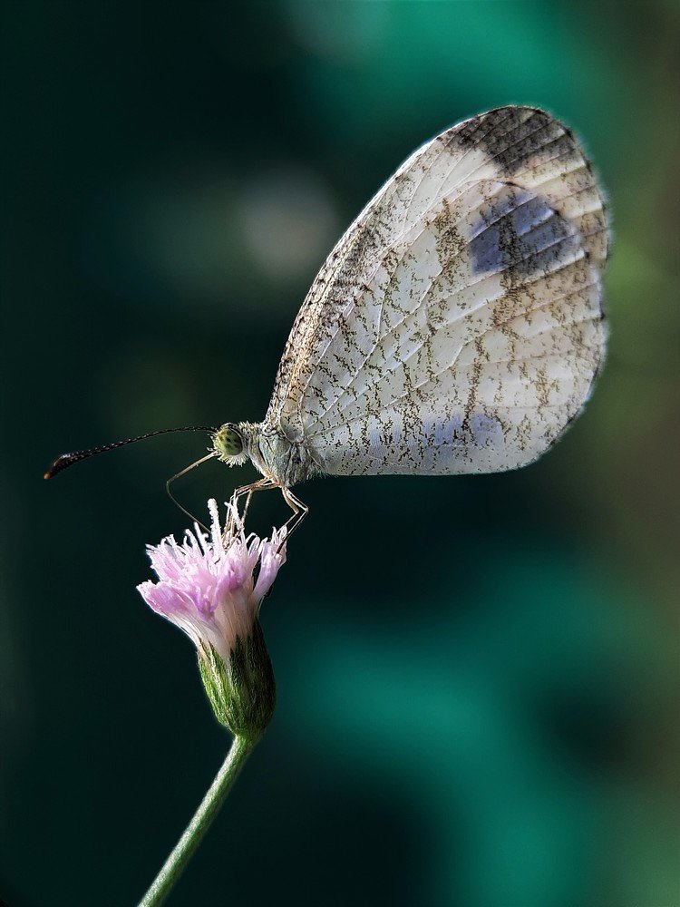 Photograph by pradeep mohanty
