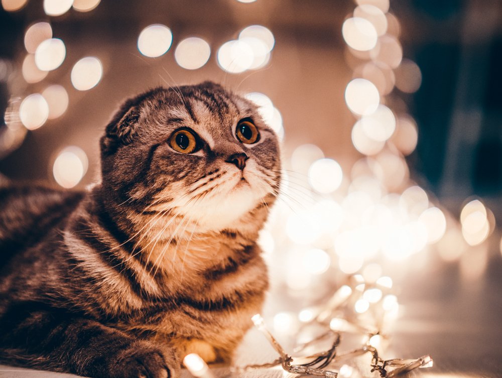 Photograph by Oxana Rovitskaya