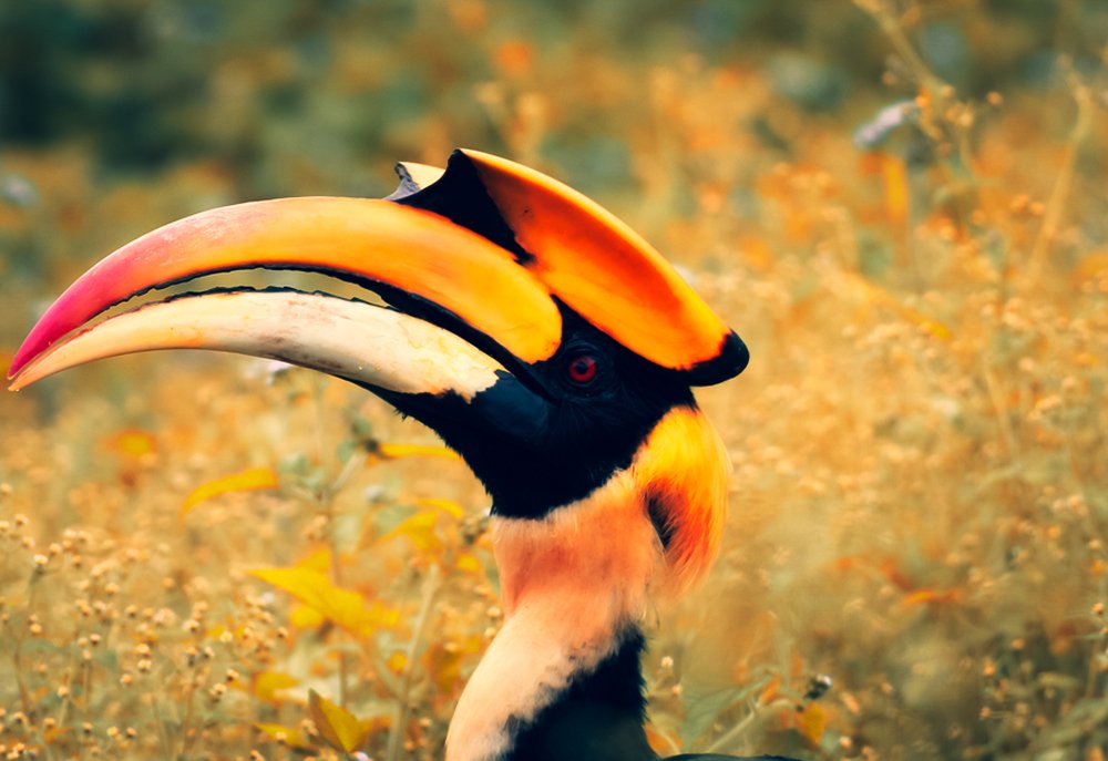 Hornbill