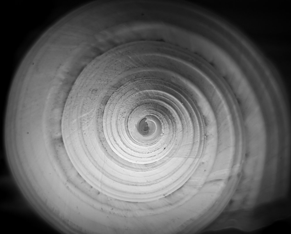 Shell Spiral