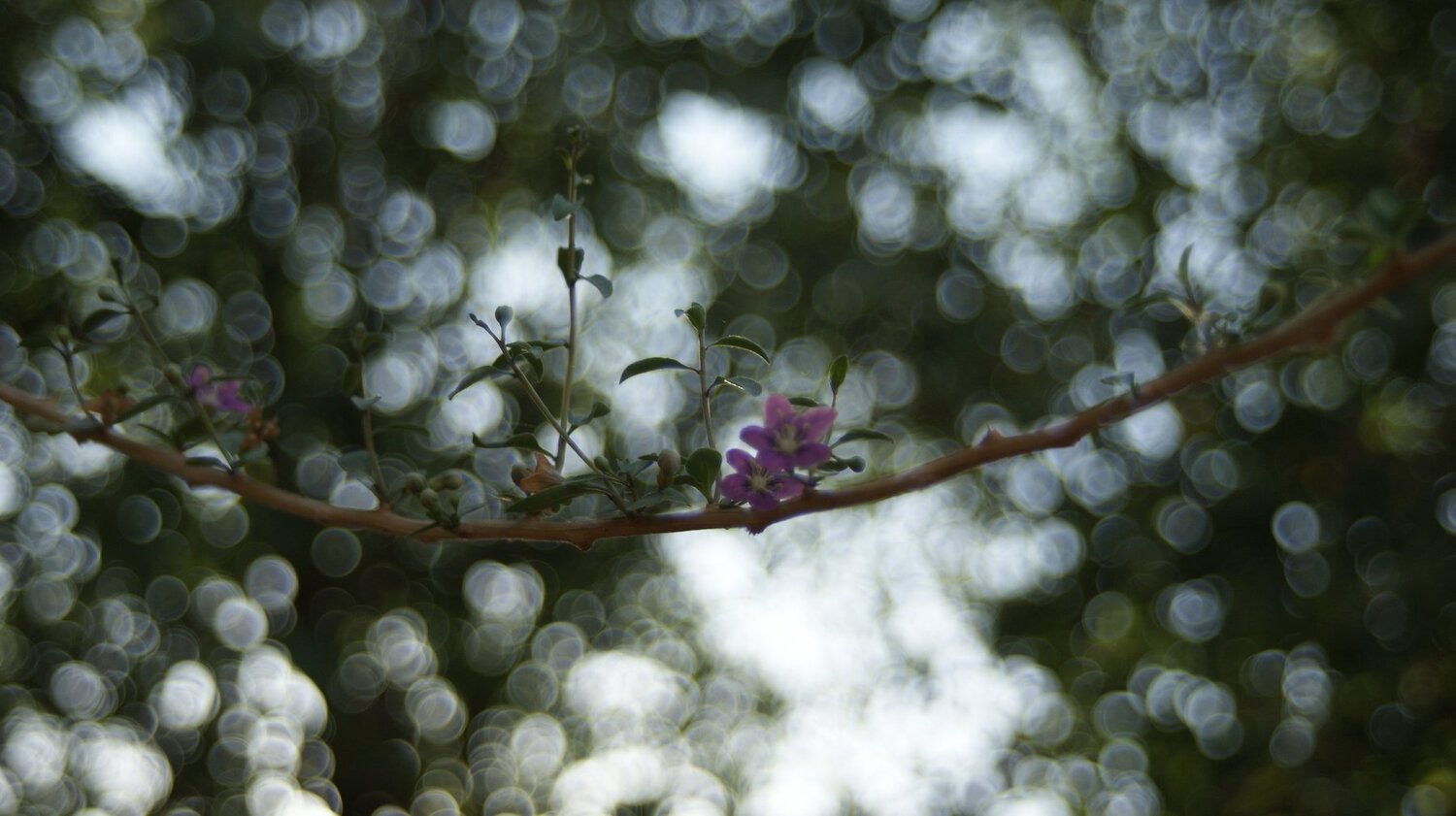 Photo #5156019