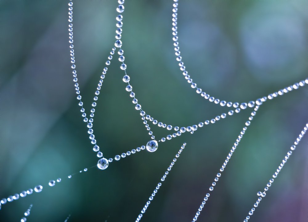 Dew on a spider web