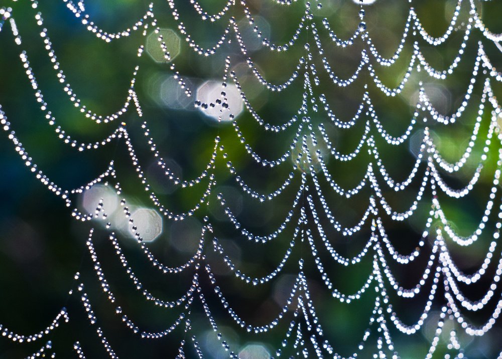 Dew on a spider web