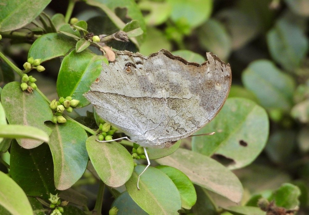 Photograph by Areef Photography