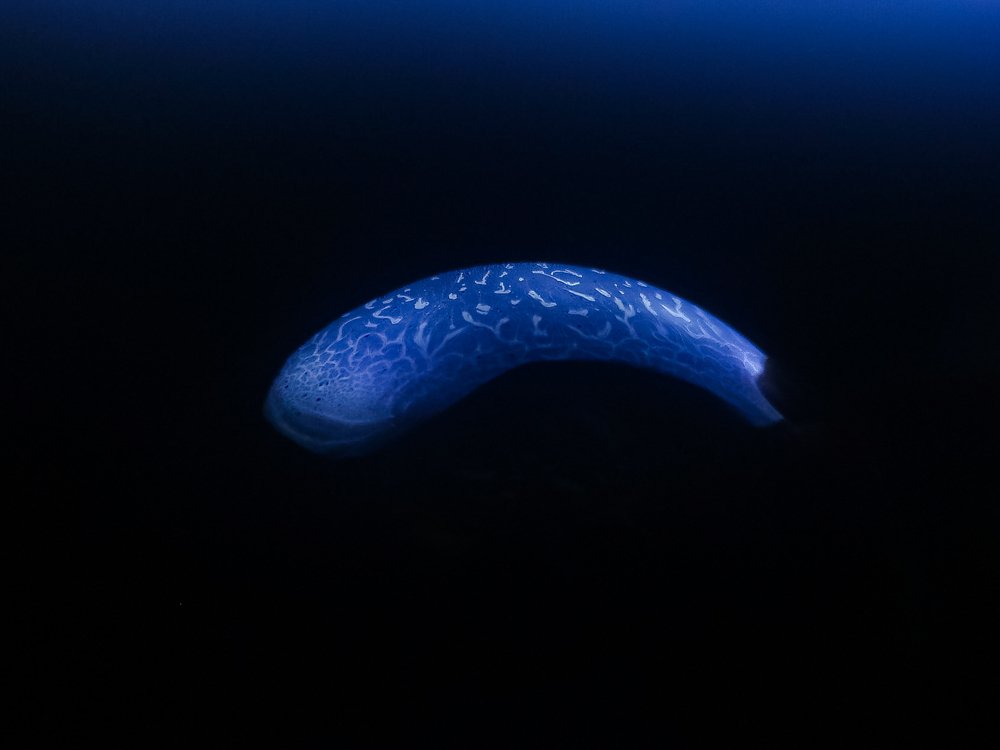 Photograph by Rohit Tonapi