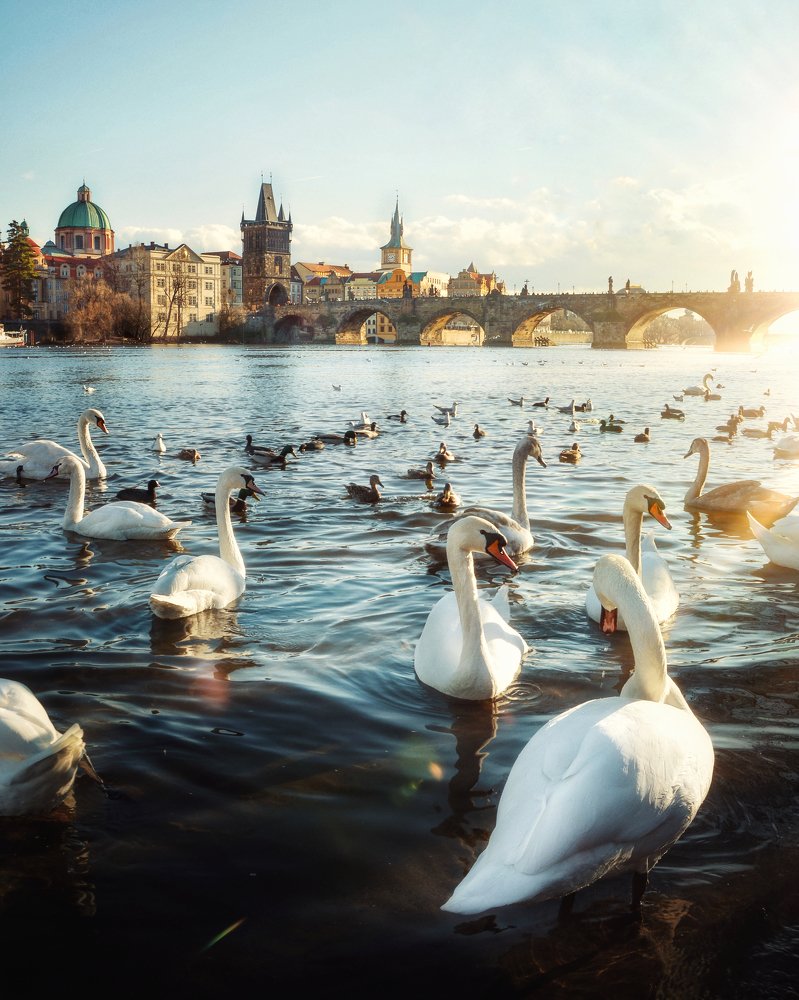 Charles Bridge. Prague.