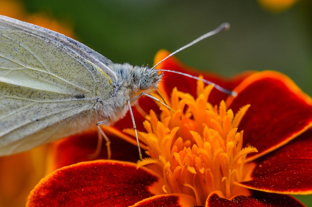 Photograph by Олеся zme