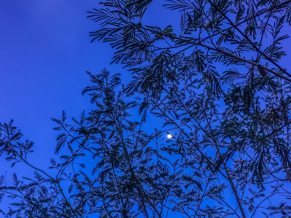 Photograph by Joel Kewan