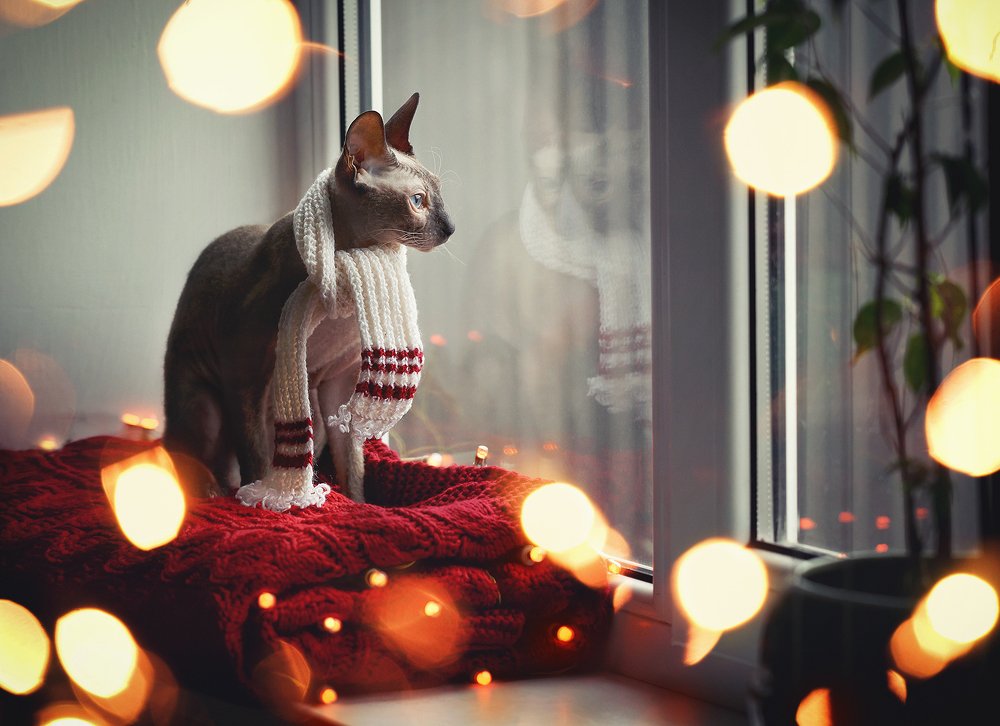 в ожидании деда Мороза