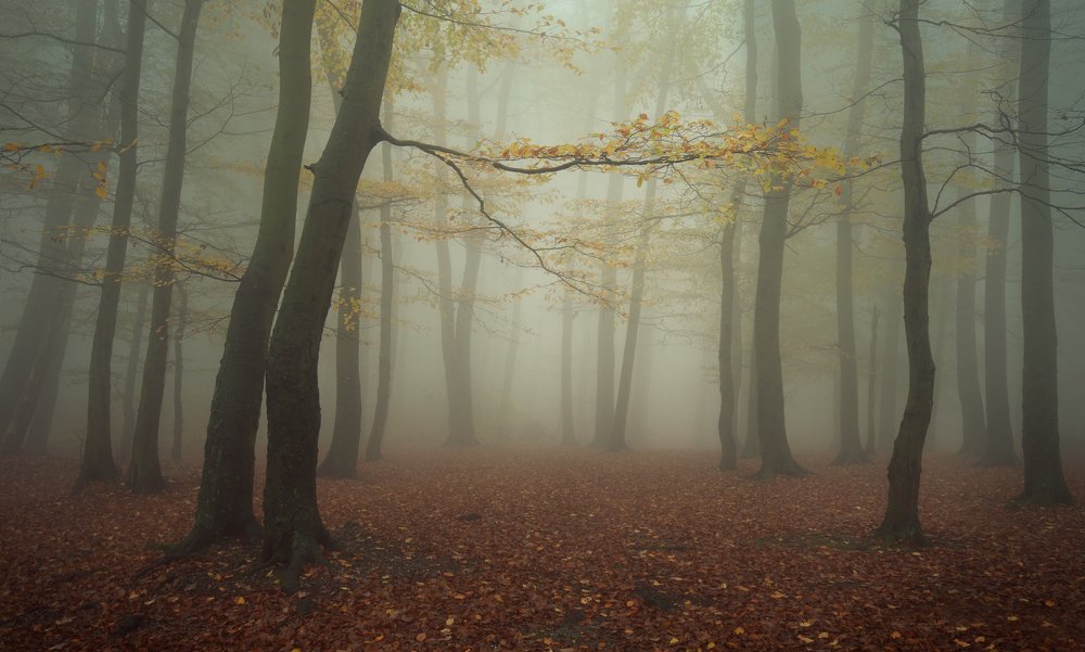Foggy morning in Litlle Carpathians