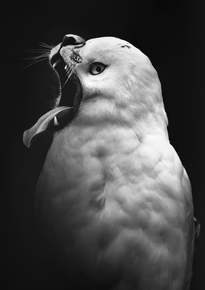 Undiscovered Animal Class