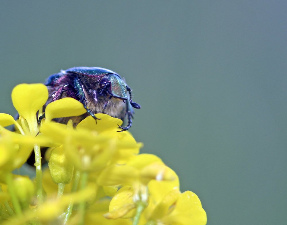 Photograph by Александр Пузиков