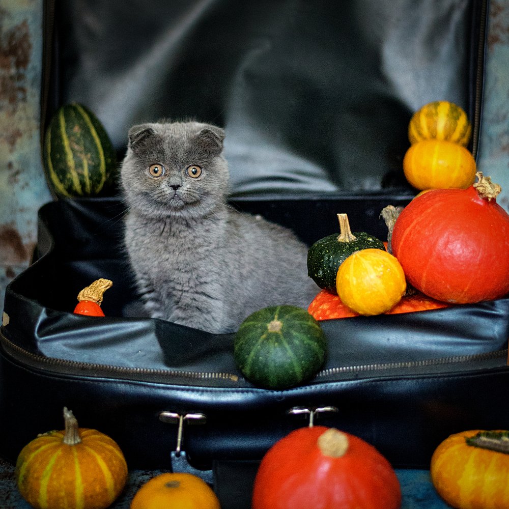 Photograph by Анна Нароженко