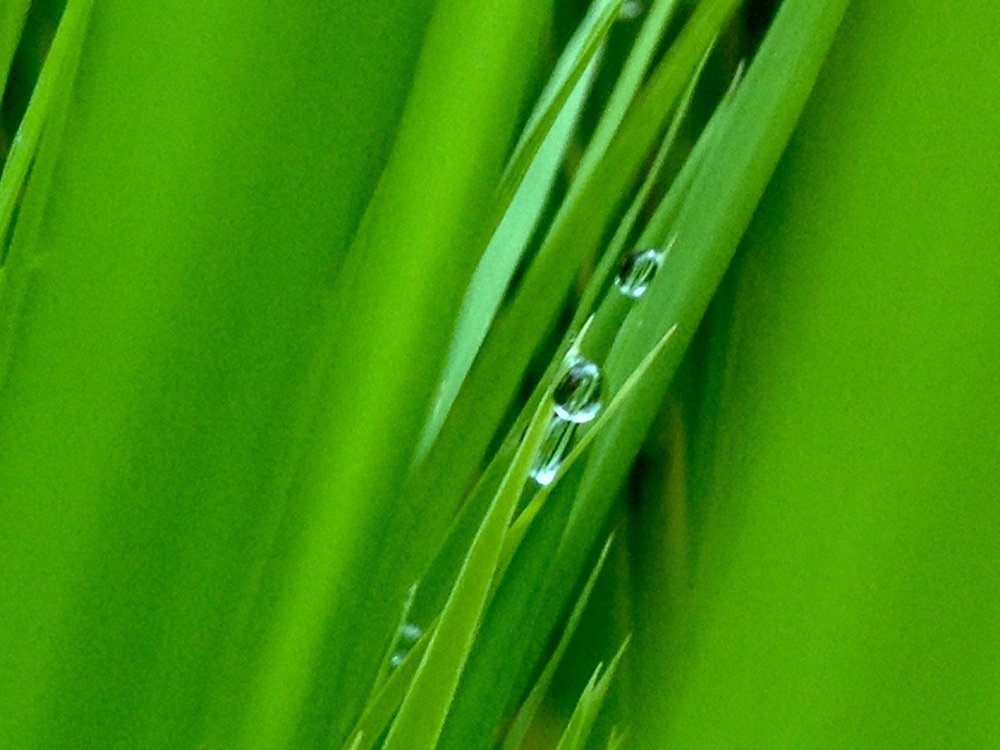 Фотография автора Abir Duley