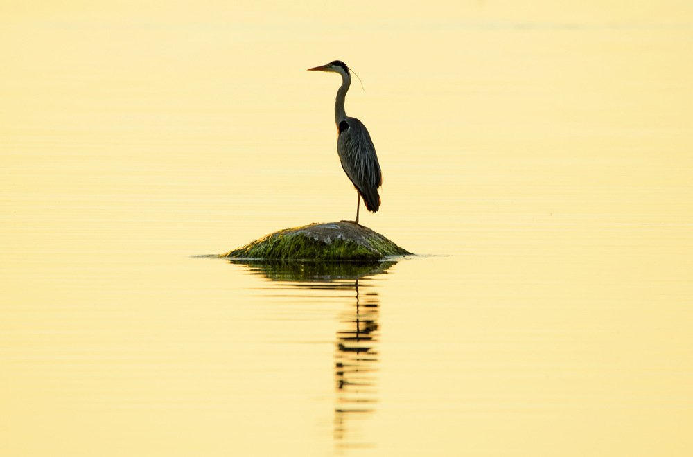 Gray heron