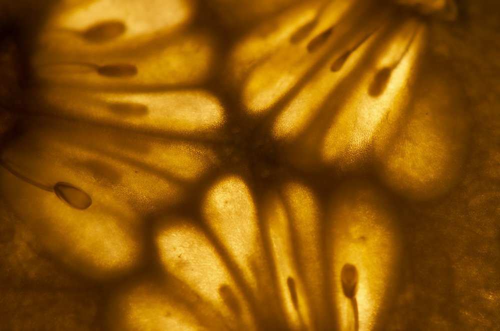 Photograph by Ирина