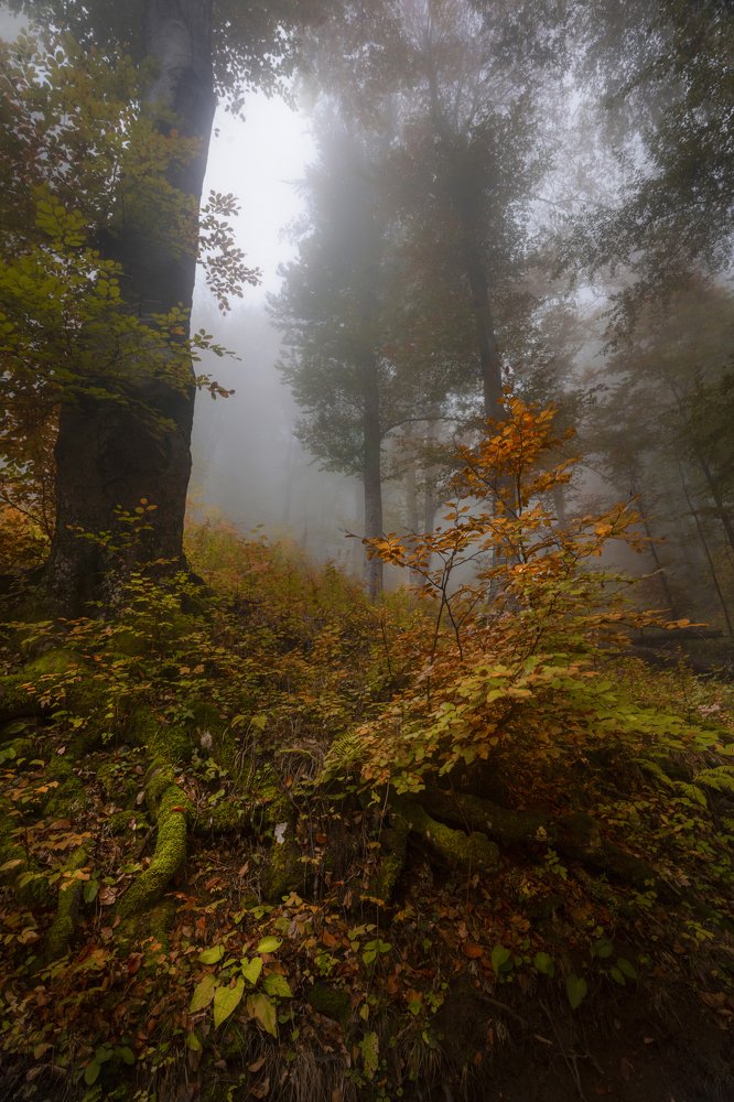 Туманный день