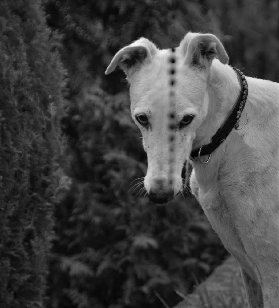 Ляна. Взгляд.