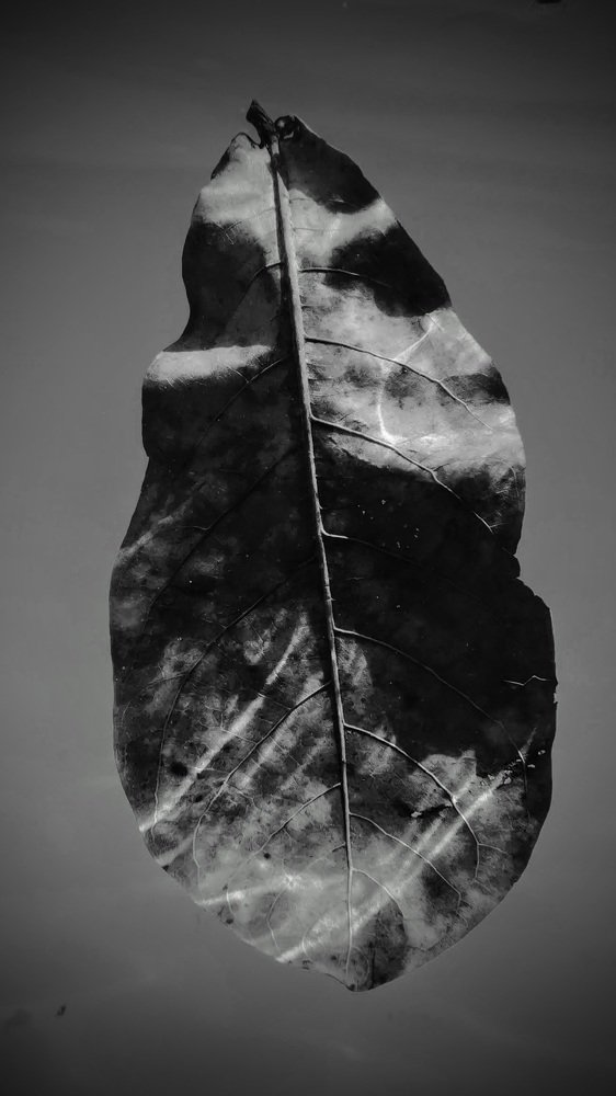 Лист в море