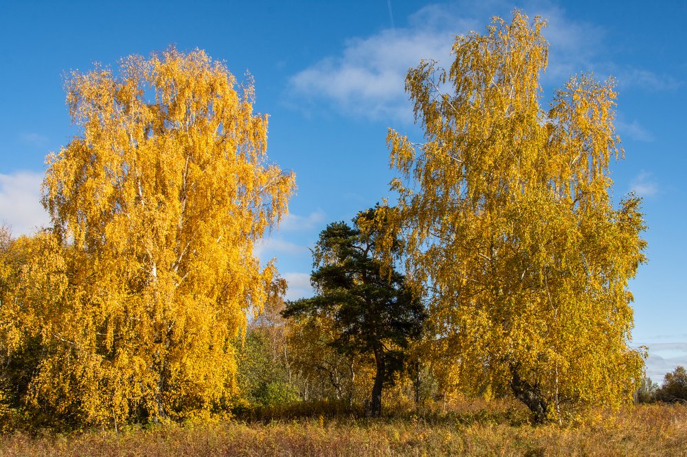 Красота осеннего леса