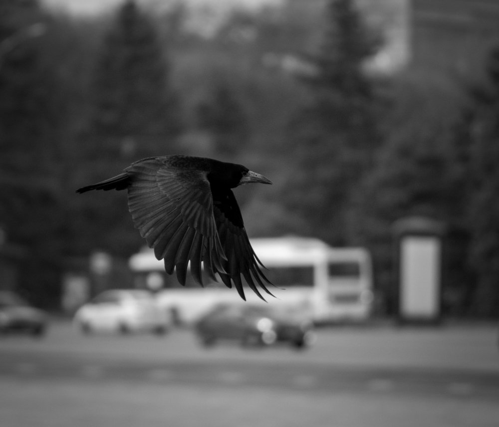 Photograph by Дмитрий Дудоладов