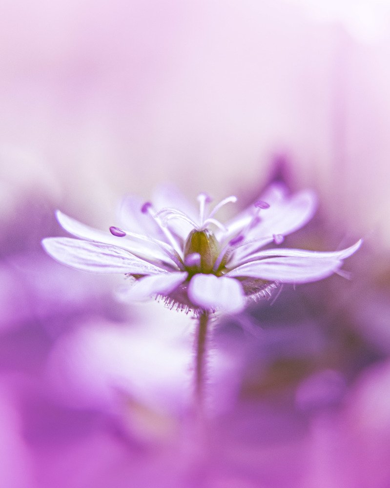 Фотография автора Марина Алексеевская