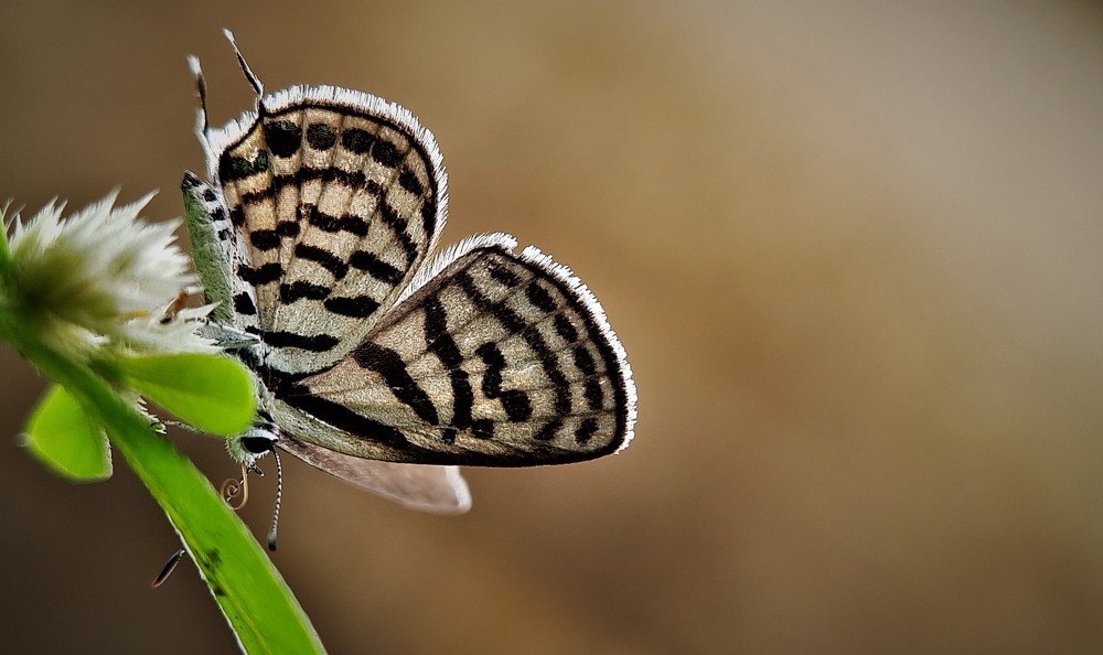 Photograph by pradeep mohanty