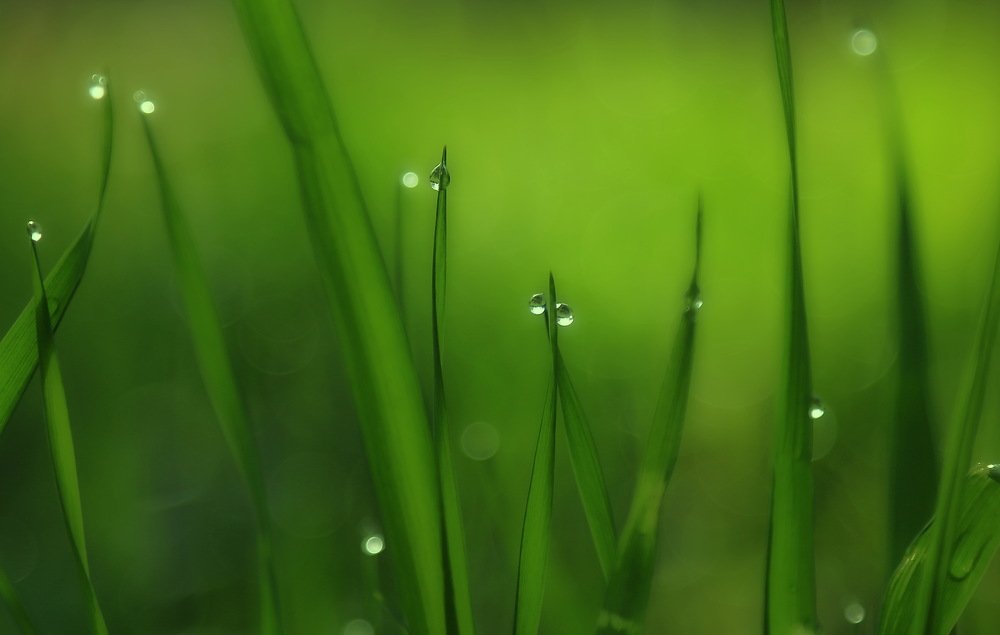 Первая роса.