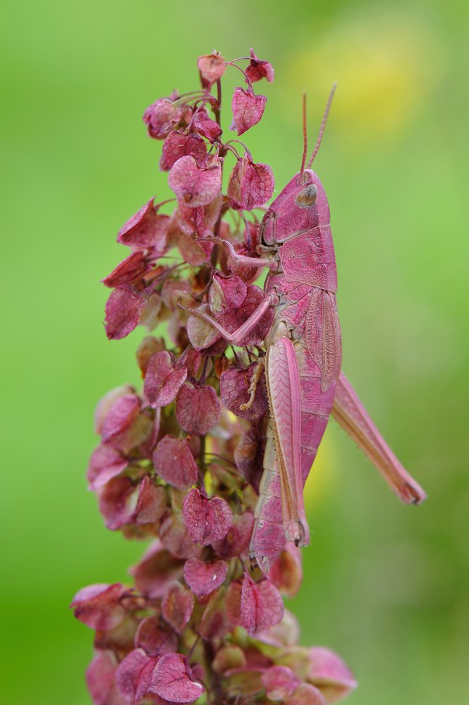 Игра в прятки.