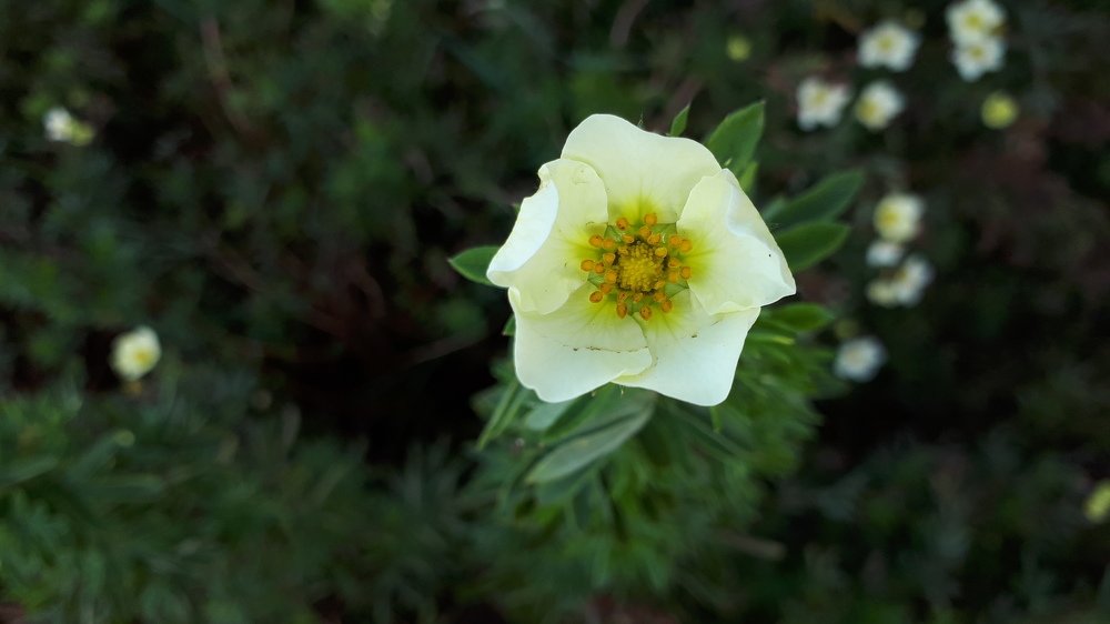 Little flower