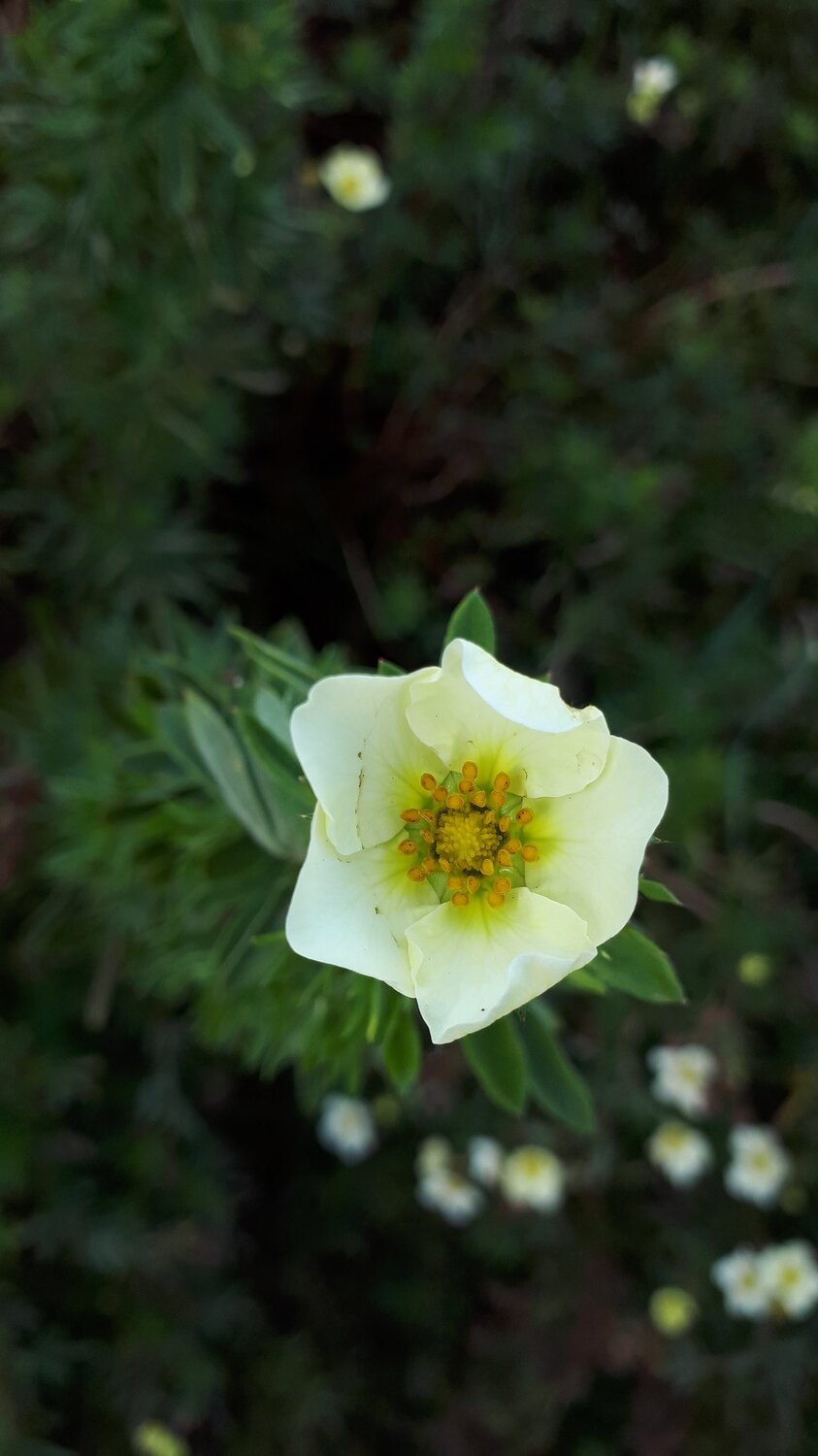 Little flower