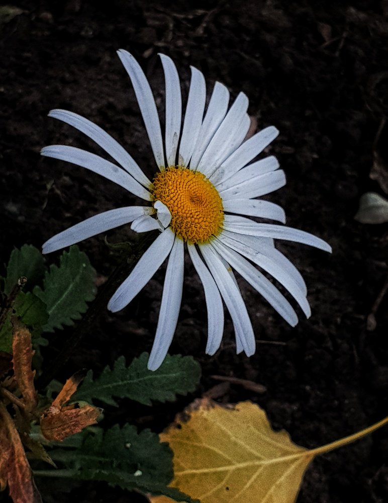 Фотография автора Igor Dyomin