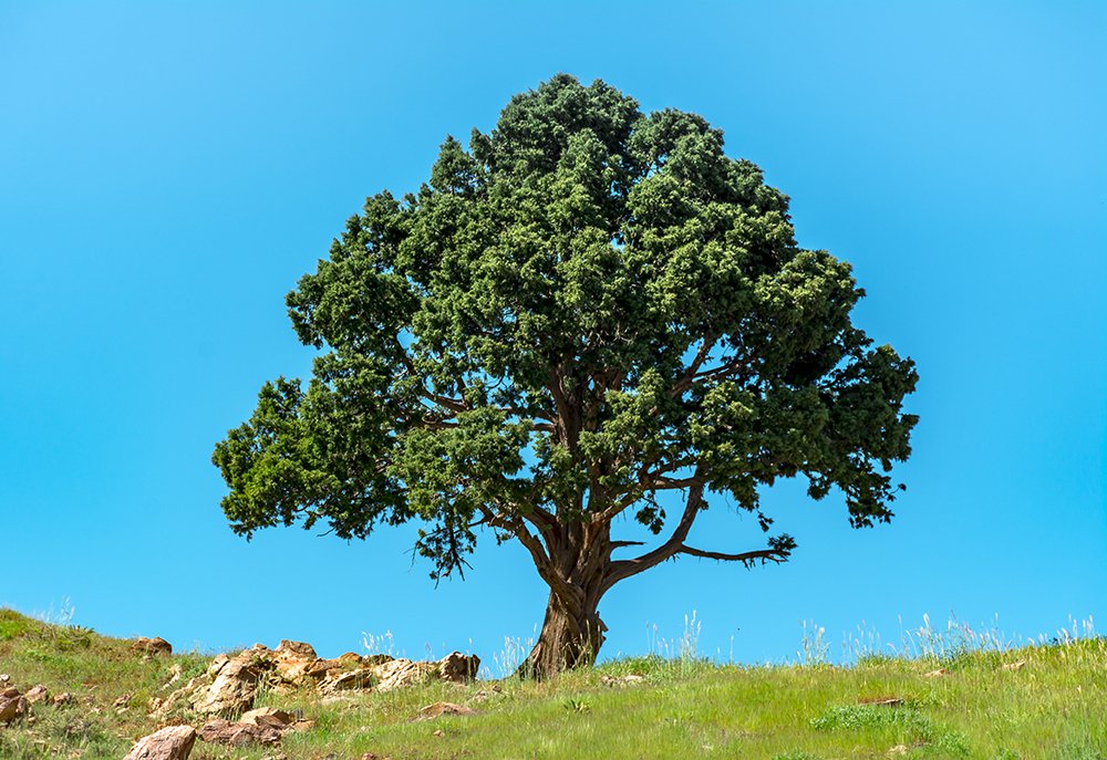 Photograph by Mohammad Ebrahim Zolfaghari