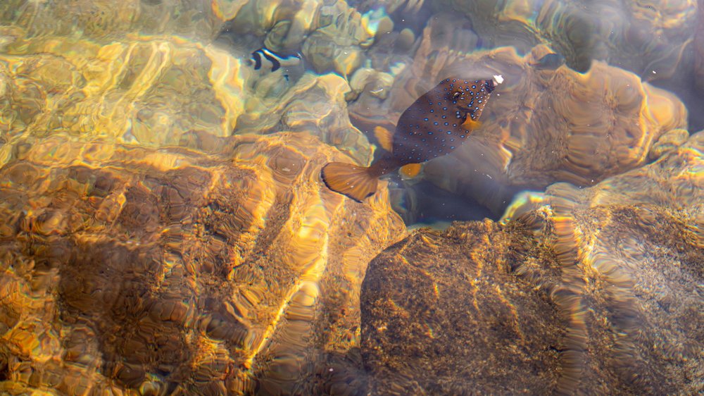 Photograph by Ali Abu Ras