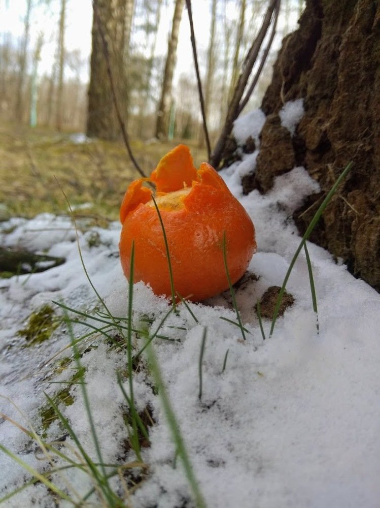Мандарин на снегу яркая штучка.